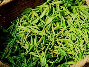 驻马店绿茶